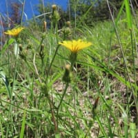 高ボッチ高原・鉢伏山の植物　コウゾリナ（剃刀菜）