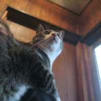 入りたい欲求は突然に
