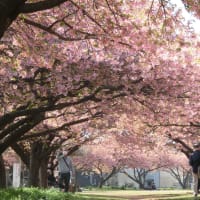 2025/3/22（土） 14時頃 の #河津桜 （ 千葉県 #佐倉市 #西志津スポーツ等多目的広場 #西志津河津桜まつり ）