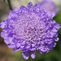 花「松虫草（マツムシソウ）」