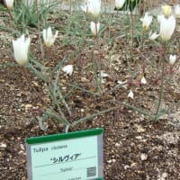 再びチューリップ-2