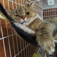その顔って文句ありな表情？