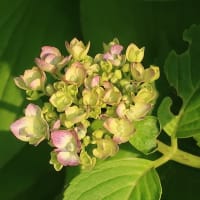 紫陽花！咲いたよ！