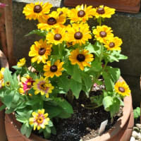 夏の花　ルドベキアとかサントリーのサンパラソルとか