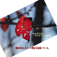 もうすぐ春菜のに
