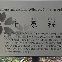 三島遺伝研　DNA 検出