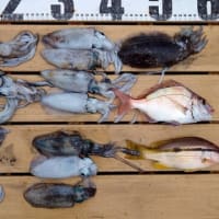出足好釣