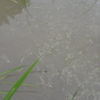 ６月２日（月）除草作業　１回目