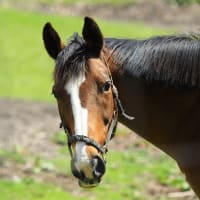 horsing around