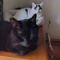 猫生活　姉妹