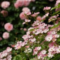 薔薇の花巡り　’25