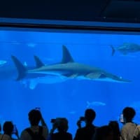 2025年7月　沖縄旅行！　2日目