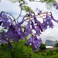 世界三大花木・・・ジャカランダ