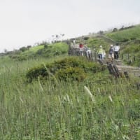 地元の桜守り会研修で伊吹山へ