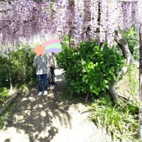 ぼたん園に行ってきました