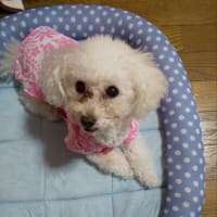 ぷりんが居なくなって2年になりました。