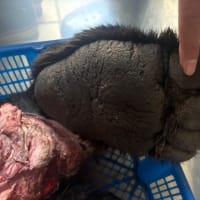 羆　ひぐま　