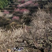 綾部山梅林