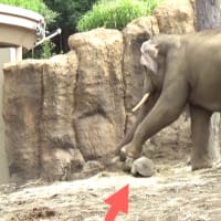丸太の位置を調節するゾウ☆賢い！☆円山動物園のアジア象 シーシュ☆asian elephant at  maruyamazoo