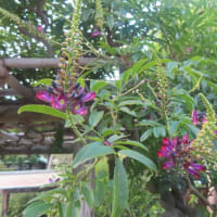 本覚寺の百日紅　平和の木