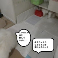 ぷくのご飯がお気に入り？