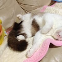シャイン君☆またね