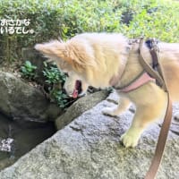 公園散歩が楽しいね😊
