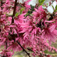 清見の奥・西光寺の枝垂れ桜＆小川のハナモモ