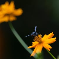 幸せ運ぶ青い蜂　ブルービー　その１