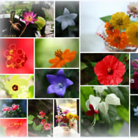 ●我が家の８月の花（1）　以前フォトチャンネルにアップした花　メドーセージ、ハクチョウソウ、ホトトギス、ジニア、その他色々