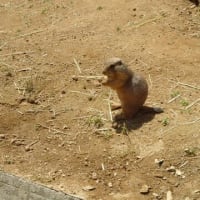 子どもの日に動物園
