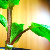 イワギボウシ＆斑入り植物