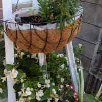 ヴァイオリンの天才たち
