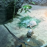 京都市動物動物のインドホシガメ達