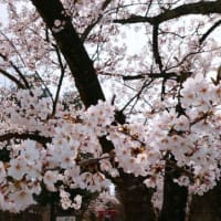 春らしい1日
