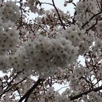 ４月７日　桜を観て来た。