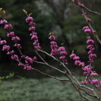 「花蘇芳/はなずおう×4枚。」