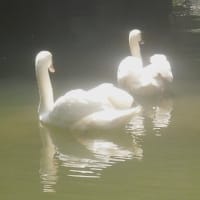 白鳥にひなが生まれました