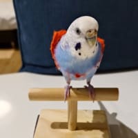 疫病神がいるのかな