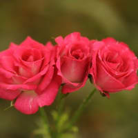 昔の写真・・・薔薇
