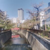 目黒川の桜　中目黒〜池尻大橋　2024