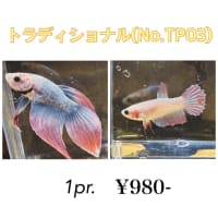 ベタ入荷しました