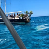 ワイキキ沖で散骨 マラサダ合戦