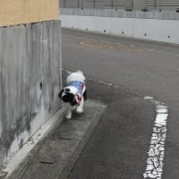 夏仕様