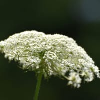 白い小さな花のあつまりの傘。