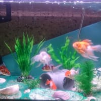 またまたうちの金魚の事で恐縮です<m(__)m>