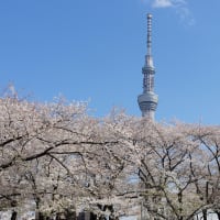 桜撮り五日目