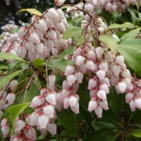 「建築美術のまち」今治モニターツアー＆春の花々