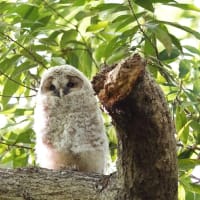 今年も無事に巣立った「フクロウ」