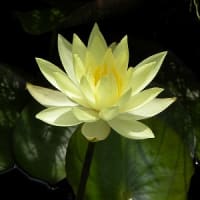 玉川上水散策